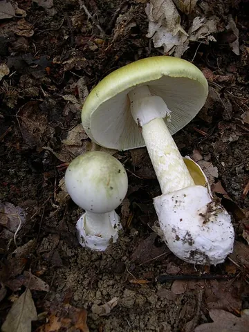 death cap: the deadly poisonous mushroom Amanita phalloides