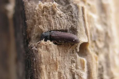 deathwatch beetle: any of various beetles of the family Anobiidae, now usually included in family Ptinidae, especially...