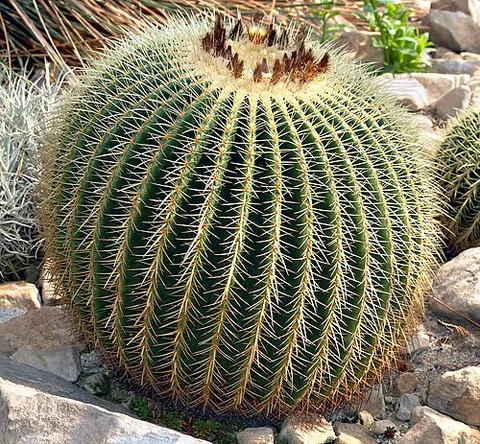mother-in-law's cushion: kroenleinia grusonii, a cactus of southern South America