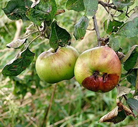 decay: rot; any processes or result of organic matter being gradually decomposed, especially by microbial...