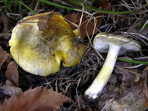 deceiving knight: the mushroom Tricholoma sejunctum