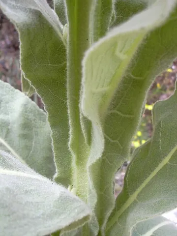decurrent: of plant parts: extending downward, most often in the case of leaf blades that partly wrap or have...