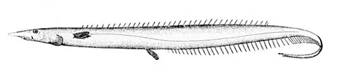 deep-sea spiny eel: any species of fish in the family Notacanthidae, which have greatly elongated bodies, more tapered...