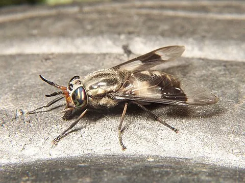 deer fly: a louse fly, a species in the family Hippoboscidae (Lipoptena cervi), parasites of elk, deer and...