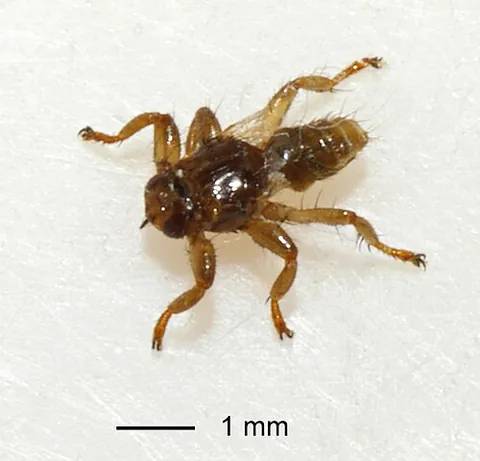 deer ked: a Eurasian species of louse fly in the family Hippoboscidae, Lipoptena cervi, that are parasites of...
