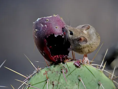 deer mouse: any of the muroid rodents in the genus Peromyscus, especially Peromyscus maniculatus