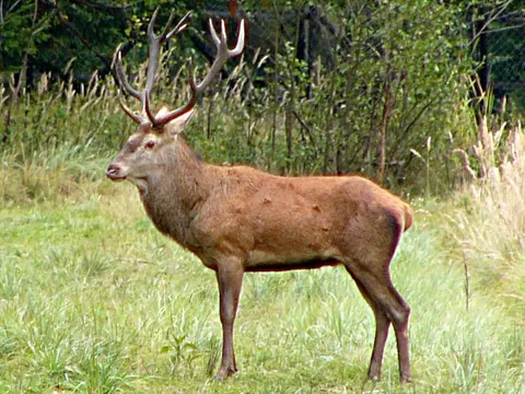 deer: a ruminant mammal with hooves and often antlers, of the family Cervidae, or one of several similar...