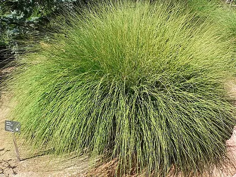 deergrass: a species of grass native to the southwestern United States, Muhlenbergia rigens
