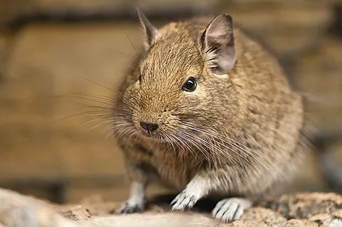 degu: any species of the genus Octodon, a small, caviomorph rodent native to Chile