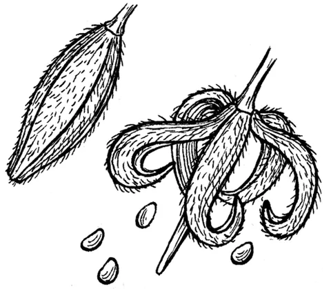 dehiscence: opening of an organ by its own means (such as an anther or a seed pod) to release its contents