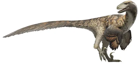 deinonychus: a medium agile dinosaur, of the genus Deinonychus, of the Cretaceous period, characterized by...