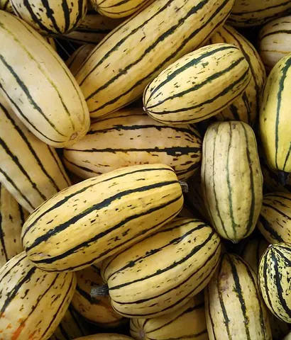 delicata: an heirloom variety of winter squash, oblong in shape and having a cream-colored skin with green...