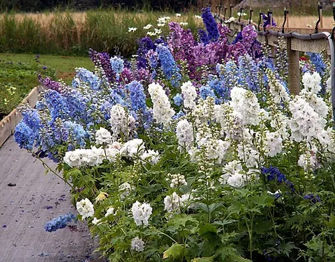 delphinium: a cultivated plant, belonging to the genus Delphinium, with tall blue-colored spikes containing...