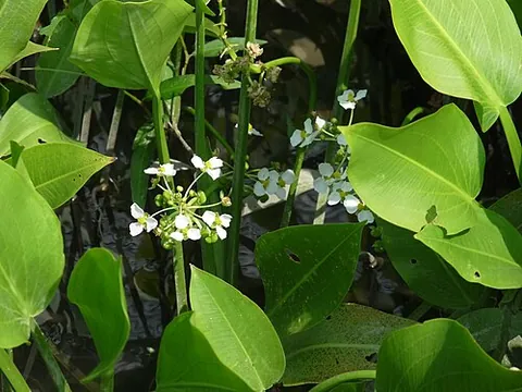 delta arrowhead: sagittaria platyphylla, a certain alismataceous plant which grows in shallow waters, native to...
