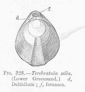 deltidium: the triangular space under the beak of many brachiopod shells