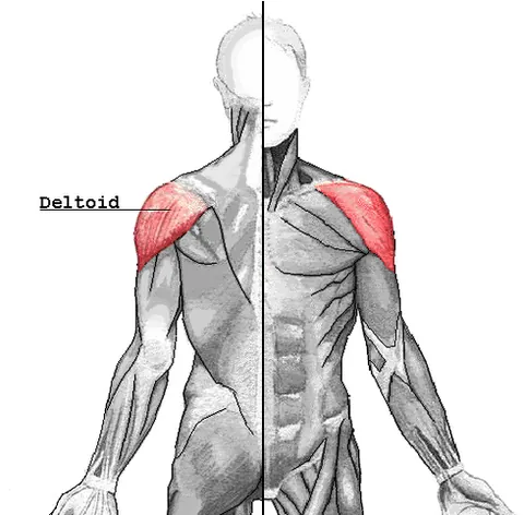 deltoid: the deltoid muscle, a triangular muscle on the human shoulder
