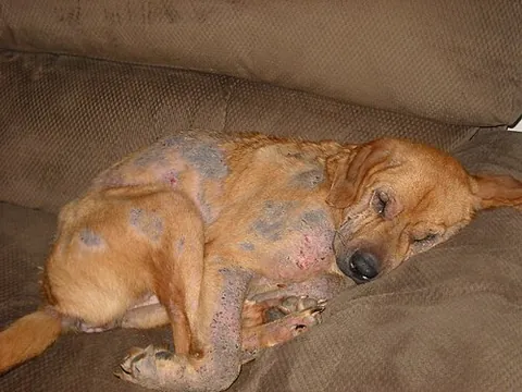 demodectic mange: mange in dogs caused by a sensitivity to and overpopulation of Demodex canis, the demodectic mange...