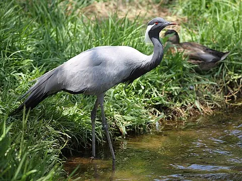 demoiselle crane: a crane, Grus virgo (syn. Anthropoides virgo), found in central Asia, 85-100 centimeters long with...