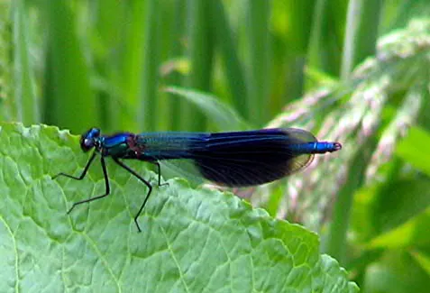 demoiselle: a damselfly of the family Calopterygidae