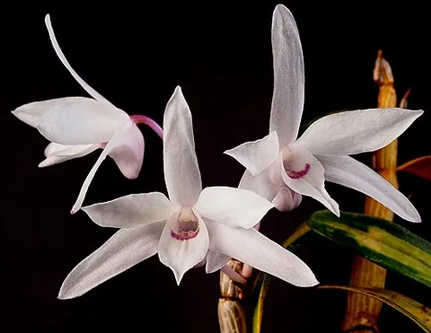 dendrobium: any plant of the genus Dendrobium