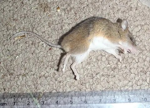 dendromurine: any rodent of the subfamily Dendromurinae