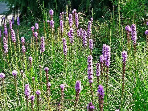 dense blazingstar: a plant of the species Liatris spicata, native to warmer temperate eastern North America