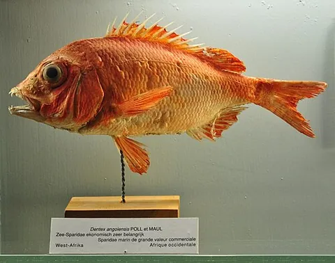 dentex: any member of the genus Dentex of perciform fish