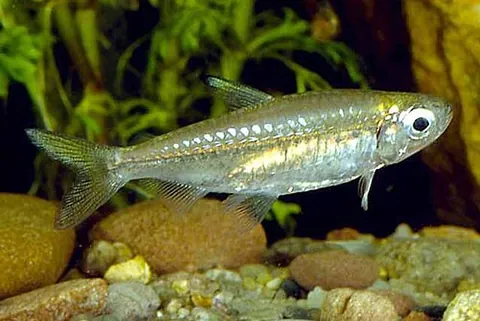 denticle herring: denticeps clupeoides; a small, silver, clupeiform fish, the sole extant species in the suborder...