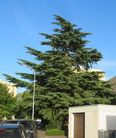 deodar cedar: any member of the species Cedrus deodara of tall cedars, native to the western Himalayas