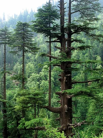 deodar: any member of the species Cedrus deodara of cedar trees native to the western Himalayas