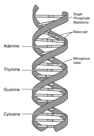 deoxyribonucleic acid: a nucleic acid found in all living things (and some non-living things such as certain viruses)...