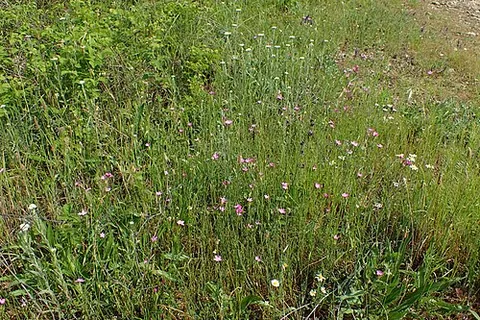 deptford pink: the flowering plant Dianthus armeria