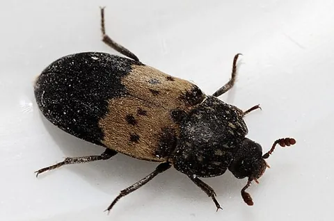 dermestid: any beetle of the family Dermestidae, most of which are scavengers that feed on dry animal or plant...