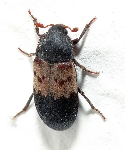 dermestoid: pertaining to or resembling the genus Dermestes