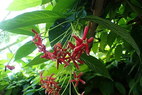 derris: a climbing leguminous plant of Southeast Asia and the southwest Pacific Islands, Derris elliptica,...