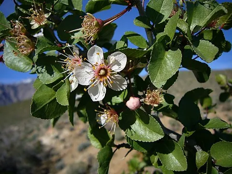 desert apricot: a tree/shrub, Prunus fremontii, and its fruit. It grows in very hot places in California and Mexico