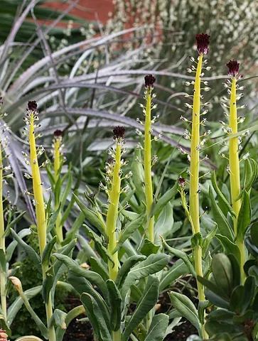 desert candle: a foxtail lily (Eremurus gen. et spp.)