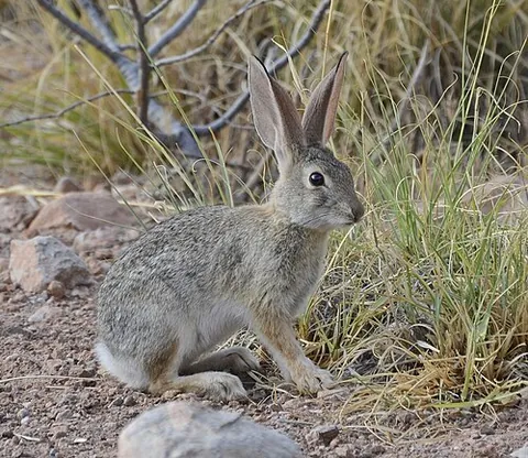 desert cottontail: a common species of cottontail rabbit native to the southwestern United States as well as northern...