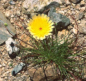 desert dandelion: flowering plants of genus Malacothrix