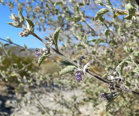 desert lavender: a fragrant shrub with bluish flowers, Hyptis emoryi or Condea emoryi, native to the deserts of...