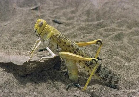 desert locust: schistocerca gregaria, a species of bird grasshopper from Africa known to cause large swarms and...