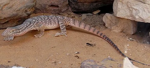 desert monitor: a species of carnivorous monitor lizard, Varanus griseus, found throughout North Africa and Central...