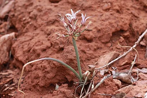 desert onion: allium macropetalum, a species of wild onion