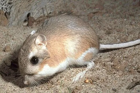 desert rat: a gerbil (subfamily Gerbillinae) of the deserts of Africa and Asia