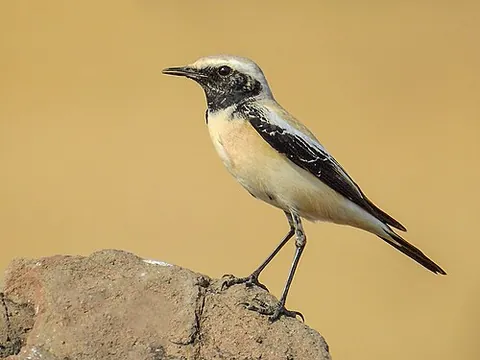 desert wheatear: oenanthe deserti, an Old World flycatcher native to Asia and northern Africa