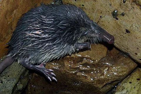 desman: either of two species, Desmana moschata or Galemys pyrenaicus, of aquatic or semiaquatic...