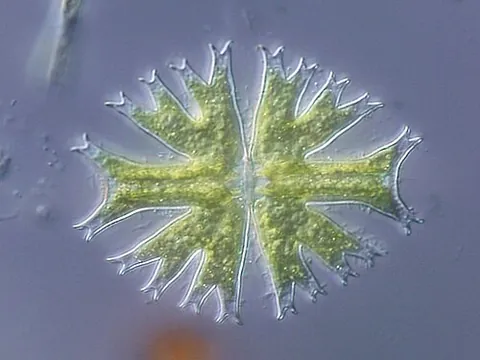 desmid: any of about 5000 species of mostly unicellular freshwater green algae belonging to the order...