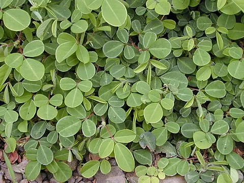 desmodium: any member of the genus Desmodium of the flowering plant family Fabaceae, containing mostly...