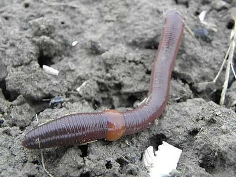 detritivore: an organism that feeds on detritus