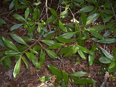 devilwood: a tree (Cartrema americana, formerly Osmanthus americanus), allied to the European olive